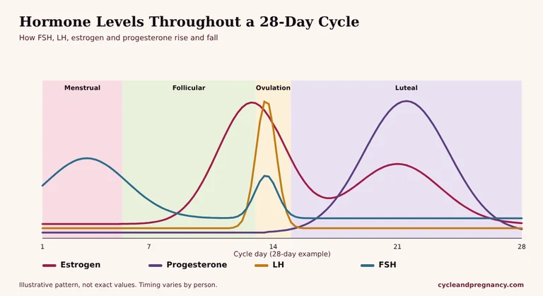 Graph of estrogen, progesterone, LH and FSH levels across a 28-day cycle with menstrual, follicular, ovulation and luteal phases marked