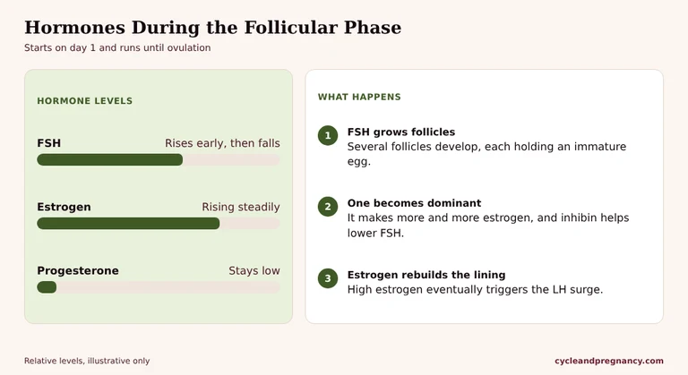 Hormones during the follicular phase: FSH grows follicles, one becomes dominant, and rising estrogen rebuilds the uterine lining