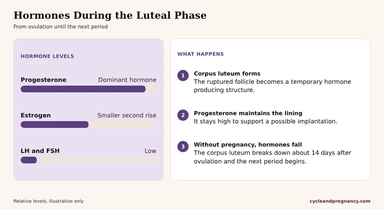 Hormones during the luteal phase: the corpus luteum makes progesterone, with a smaller second estrogen rise, then both fall if there is no pregnancy