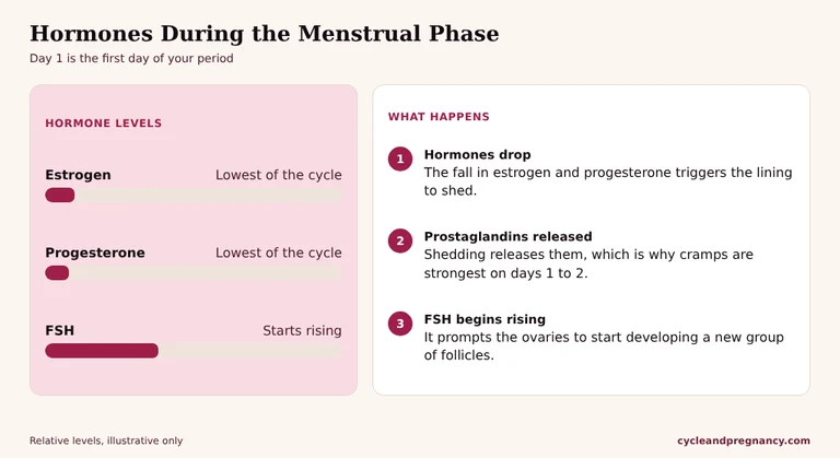Hormones during the menstrual phase: estrogen and progesterone at their lowest, FSH starting to rise, and prostaglandins causing cramps