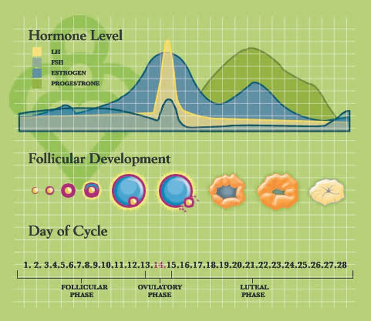 How hormones change during the menstrual cycle: hormone level chart showing LH, FSH, estrogen, and progesterone across the follicular, ovulatory, and luteal phases, days 1 to 28