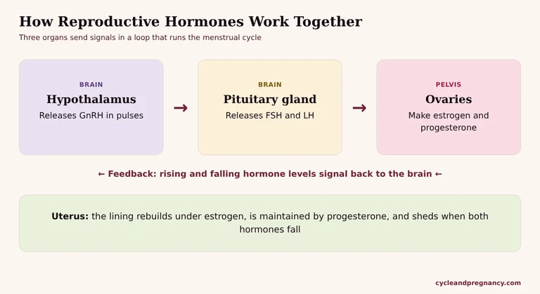 Diagram showing the hypothalamus releasing GnRH, the pituitary gland releasing FSH and LH, and the ovaries making estrogen and progesterone, with feedback to the brain