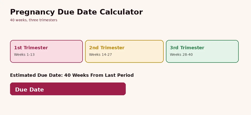Pregnancy due date calculator trimester chart showing 1st, 2nd, and 3rd trimester week ranges leading to estimated due date
