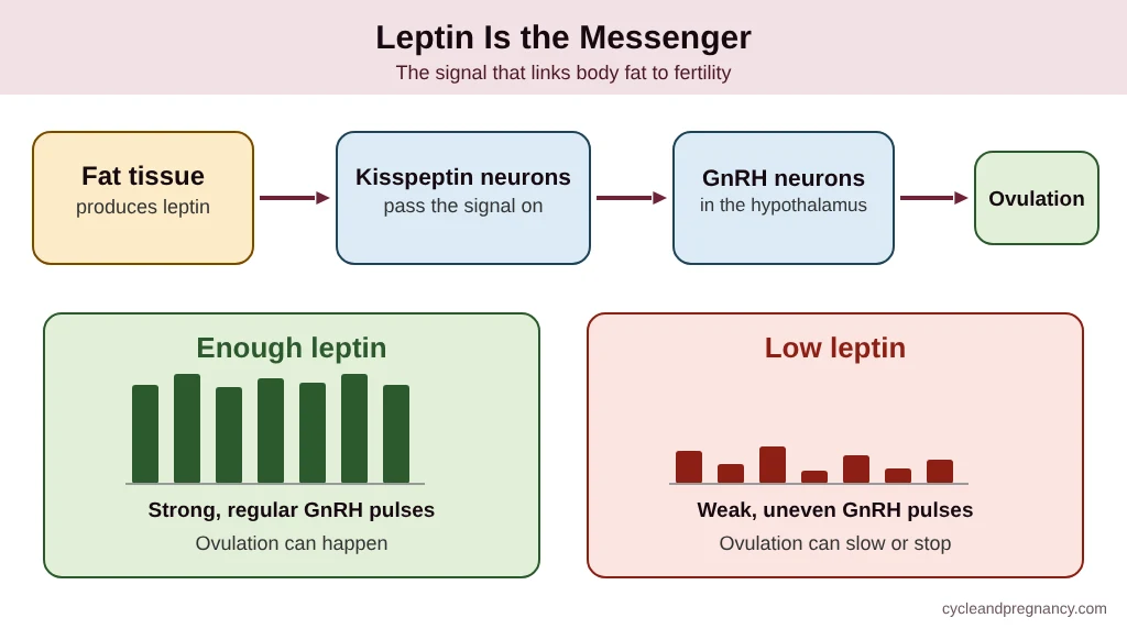 Leptin as the messenger signal from body fat to the brain and fertility