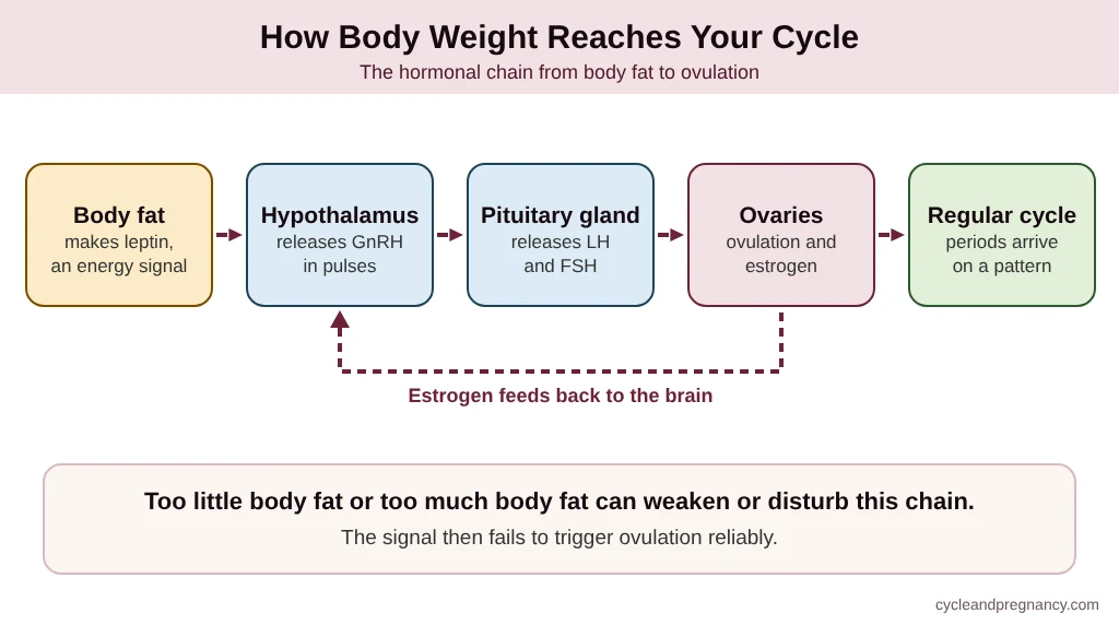 Weight changes and menstrual cycle hormonal pathway from body fat to ovulation