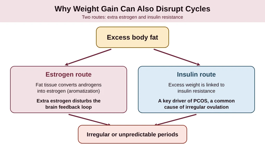 Why weight gain can also disrupt menstrual cycles through estrogen and insulin resistance