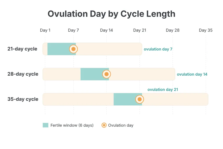 Ovulation calculator chart of ovulation day and fertile window in 21, 28 and 35 day cycles