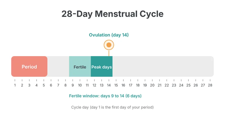 Ovulation calculator diagram of a 28-day cycle with the 6-day fertile window and 3 most fertile days